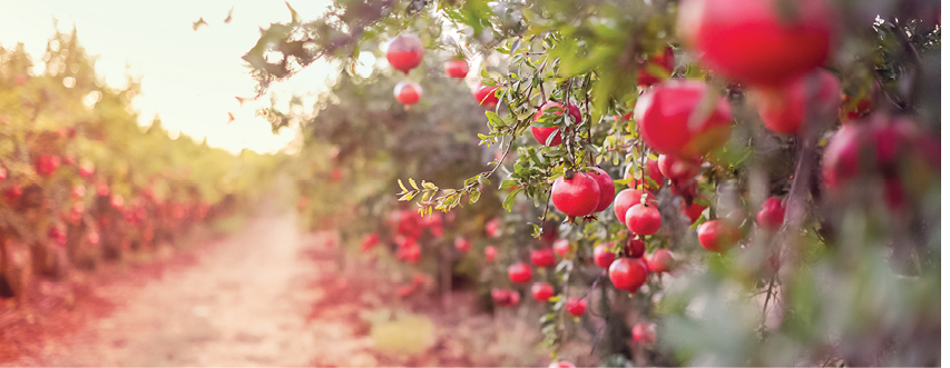 Ripe pomegranate fruits hanging on a tree branch in the garden  Sunset light  soft selective focus, space for text