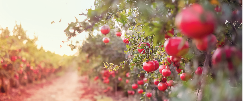 Ripe pomegranate fruits hanging on a tree branch in the garden. Sunset light. soft selective focus, space for text