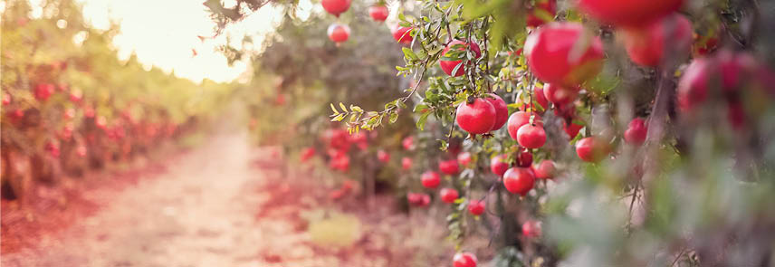 Ripe pomegranate fruits hanging on a tree branch in the garden. Sunset light. soft selective focus, space for text