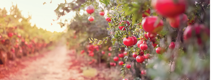 Ripe pomegranate fruits hanging on a tree branch in the garden  Sunset light  soft selective focus, space for text