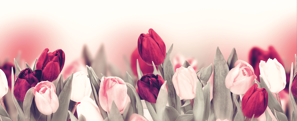 Tulip pastel flower panoramic border on white  Greeting card background template  Vintage toned