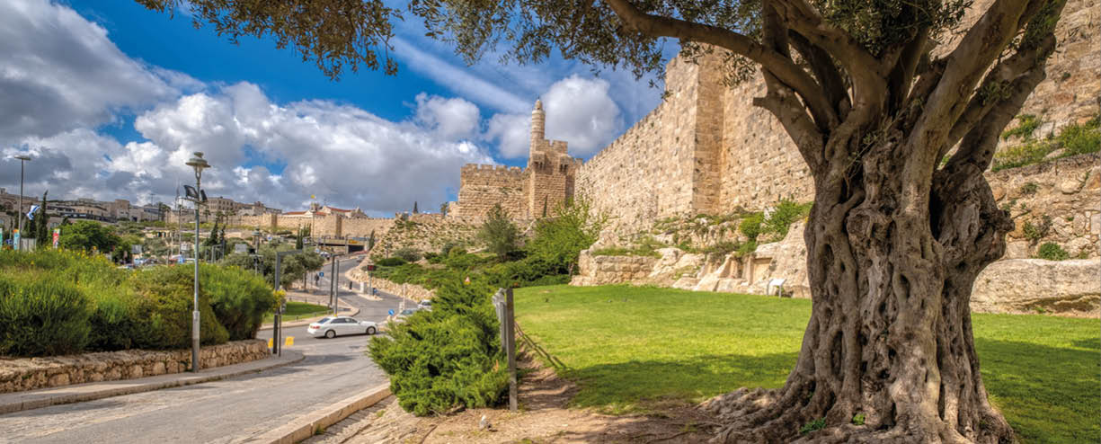 An olive tree on the outskirts of the old city of Jerusalem, Israel
