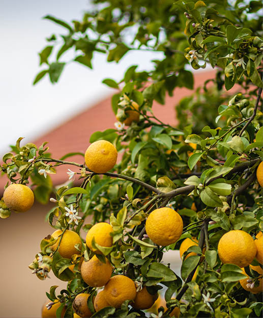 bitter orange tree laden with fruits and flowers, against a blurred background 