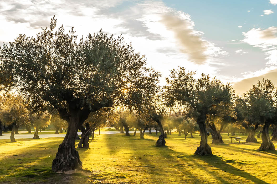 Panoramic view of sunset behind grass field and olive trees
