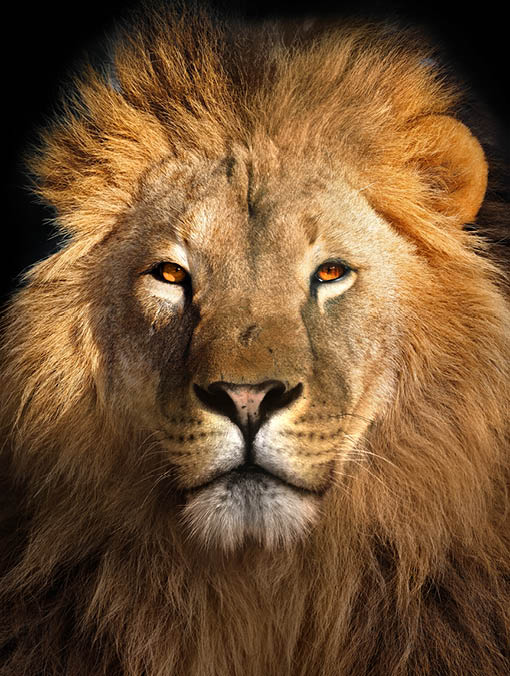 Lion king isolated on black