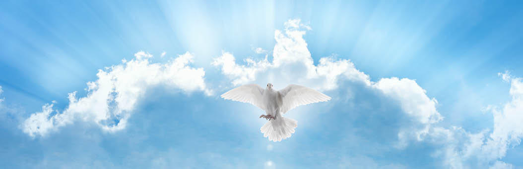Holy spirit bird flies in skies, bright light shines from heaven, white dove symbol of love and peace descends from sky, green grass on spring meadow