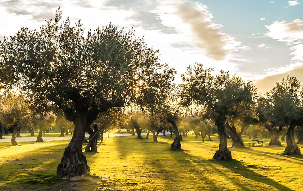 Panoramic view of sunset behind grass field and olive trees