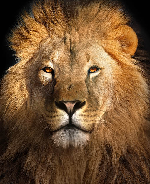Lion king isolated on black