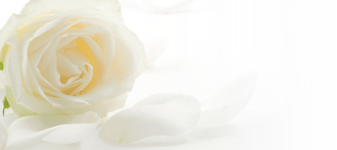 White rose with petals close-up over white background