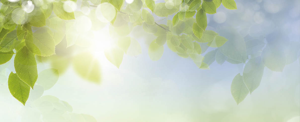 A bright sun shines through the leaves of a tree. Description generated by AI