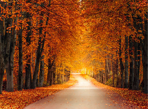 Autumn park alley with tall branchy trees at the edges, lush, vibrant orange yellow foliage and bright sunlight in the distance. picturesque october colors